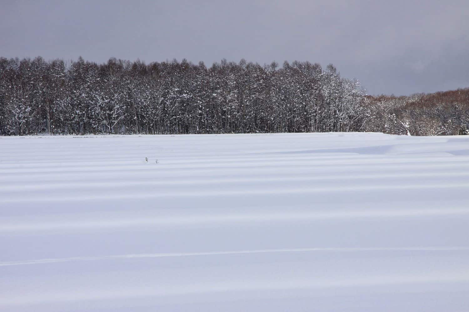 Asahikawa winter landscape