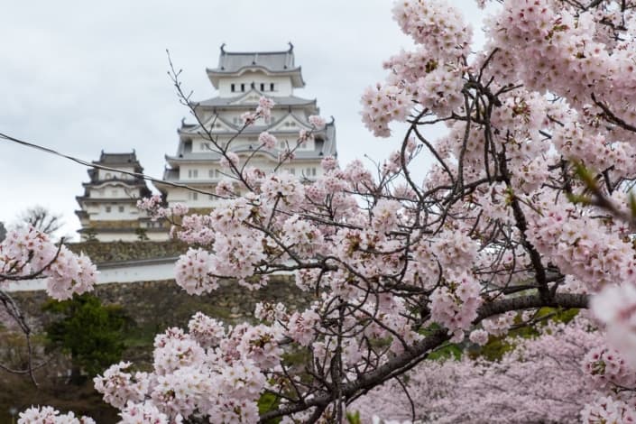 Himeji castle and sakura
