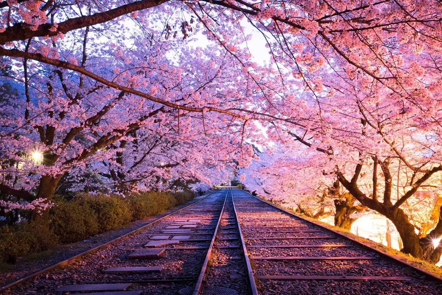 Sakura tunnel, Kyoto