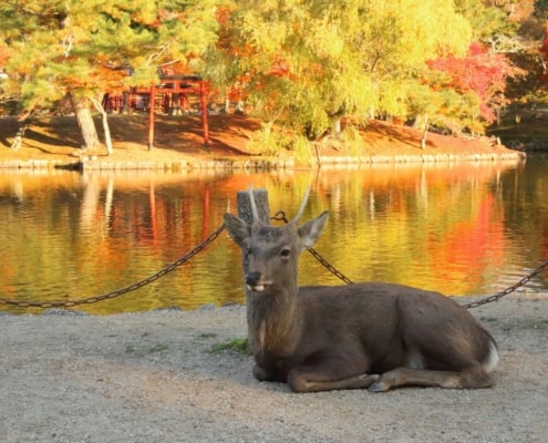 Deer in Nara Park