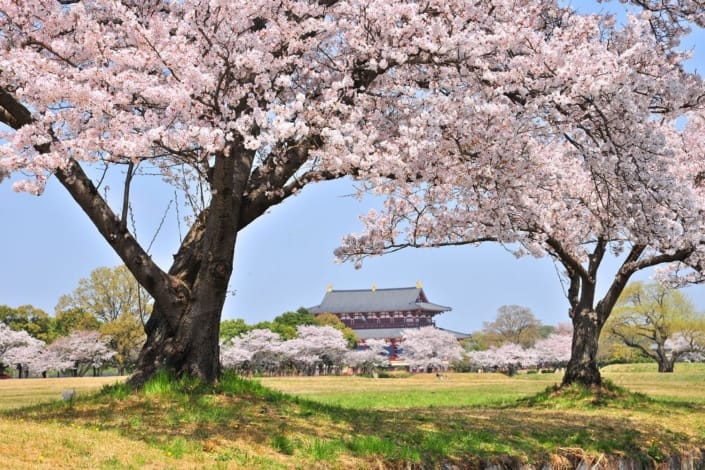 Sakura at Heijo, Nara