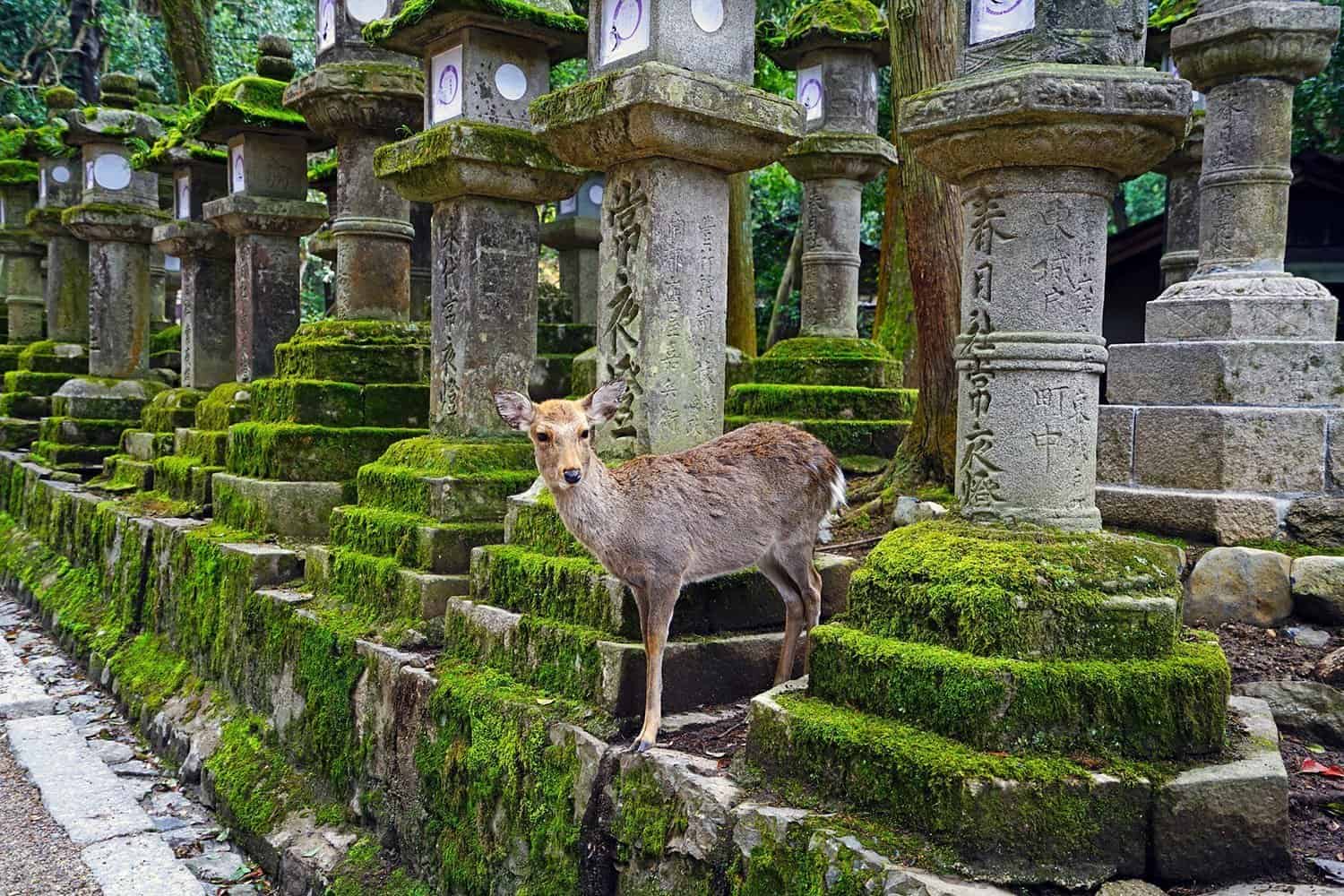 Deer at Nara Park