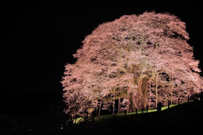 Daigo Cherry Tree, Okayama