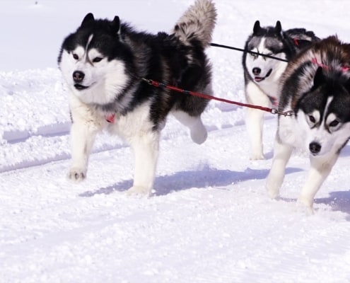 Dog sledding, Furano