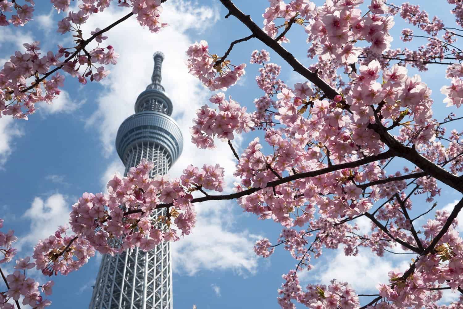 Skytree and cherry blossom