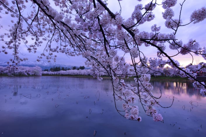 Cherry Blossom at Seishi Park, Akita