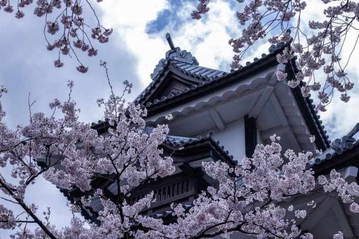 Sakura at the Kanazawa castle