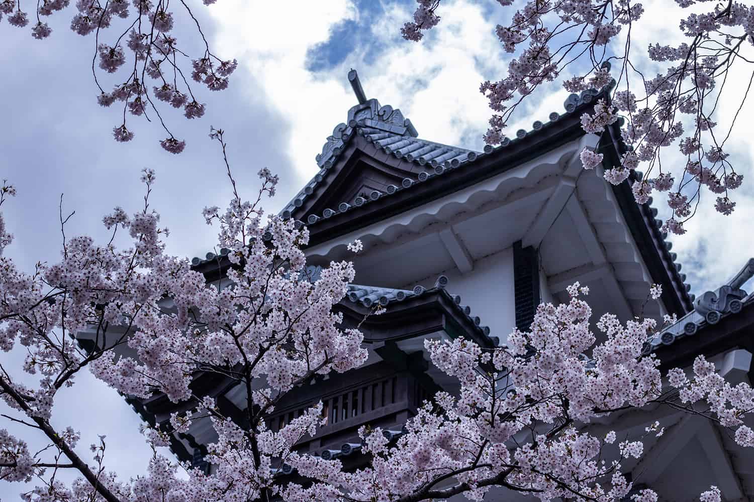 Sakura at the Kanazawa castle