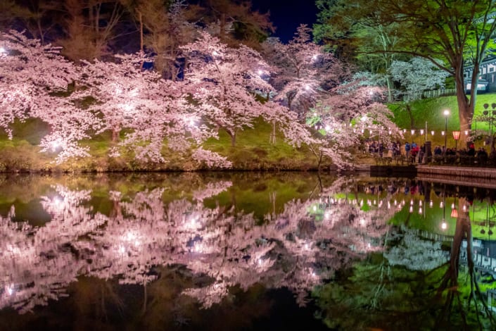 Night Sakura at Takada Park, Niigata