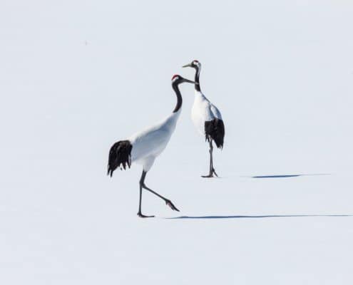 Red-crowned cranes, Hokkaido