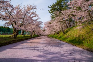 Cherry blossom carpet in Hirosaki