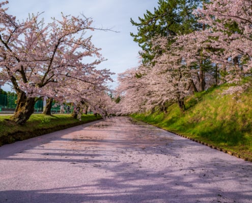 Cherry blossom carpet in Hirosaki