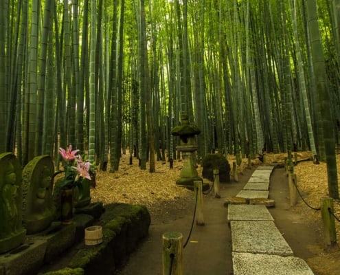 Hokokuji Bamboo Forest, Kamakura