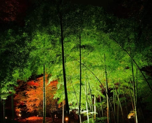Bamboo Forest Path, Shizuoka