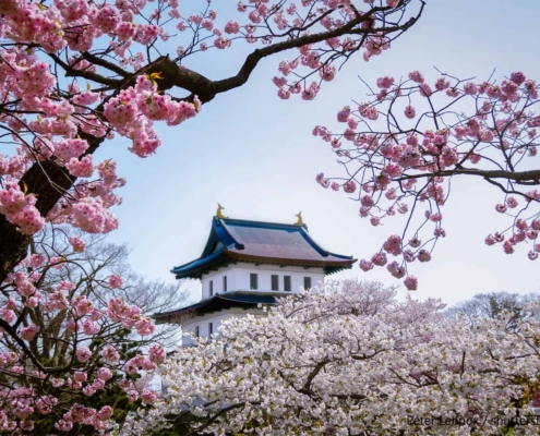 Matsumae Castle surrounded by cherry blossom