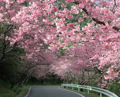 Motobu Yaedake Cherry Blossom Festival