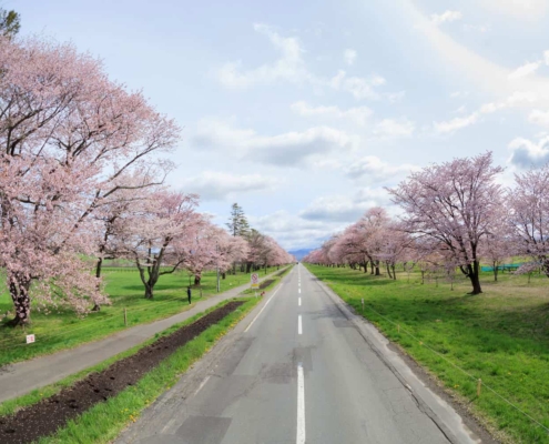 Cherry tree-lined road Nijukken