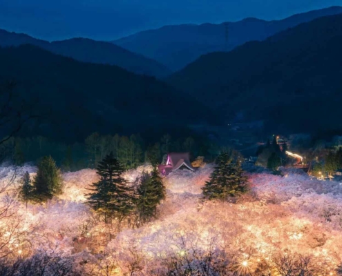 Takato Cherry Blossom Festival illuminations