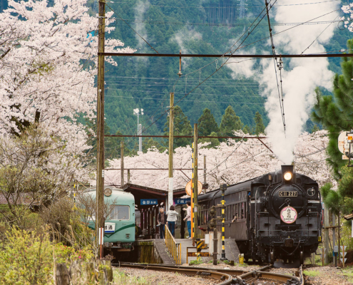 Oigawa Railway and sakura, Shizuoka