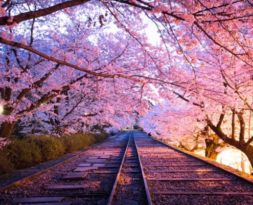 Sakura tunnel Sagano Romantic Train, Kyoto