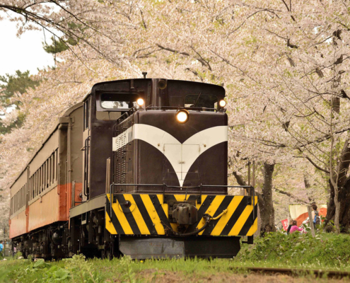 Tsugaru line and sakura, Aomori