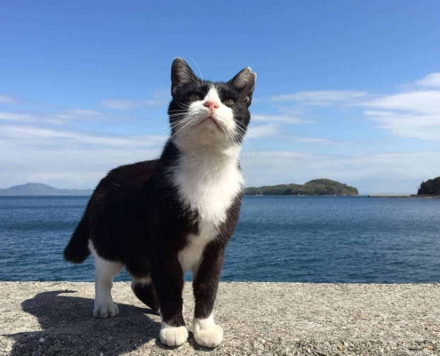 Manabeshima cat island
