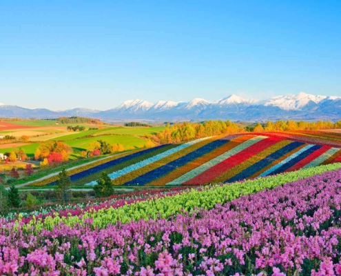 Furano's flower fields