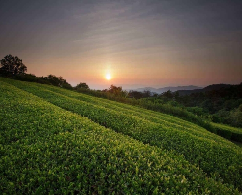 Wazuka Tea field
