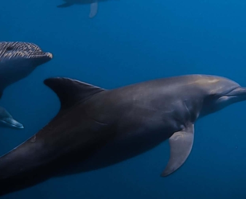 Swim with dolphins in Mikurajima
