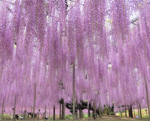 Ashikaga Flower Park