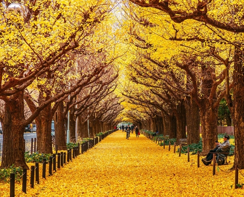 Meiji Jingu Gaien Ginkgo Avenue