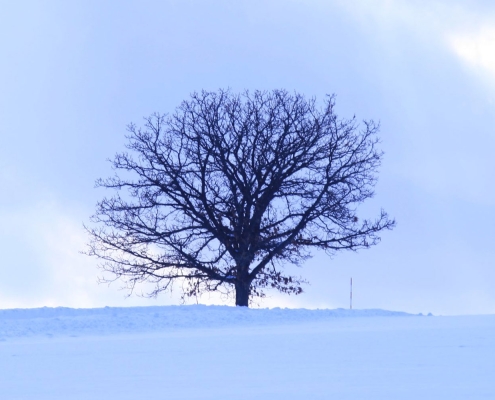 The lone oak tree or 'Seven Stars Tree'